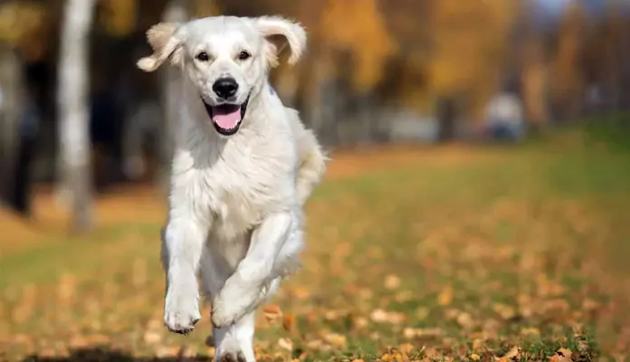 köpeklerde mide tarsiyonu nedir